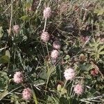 Trifolium fragiferum habit picture by Thibaut Durr (cc-by-sa)