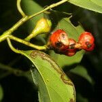 Ocotea cernua fruit picture by Nelson Zamora Villalobos (cc-by-nc)