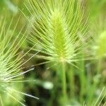 Hordeum marinum flower picture by Ricardo Aperador Rubio (cc-by-sa)