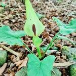 Arum cylindraceum flower picture by Xenia Gerrard (cc-by-sa)