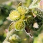 Cynoglossum officinale fruit picture by Jean-philippe Jahier (cc-by-sa)