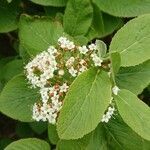 Viburnum lantana flower picture by GeJot (cc-by-sa)