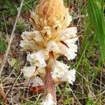 Orobanche amethystea flower picture by Paul JAMET (cc-by-sa)