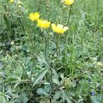 Ranunculus macrophyllus habit picture by julien cochard (cc-by-sa)