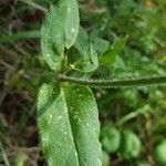 Silene nutans leaf picture by Cor Rieken (cc-by-sa)