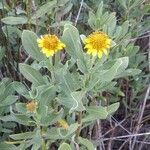 Borrichia frutescens flower picture by Justin Booher (cc-by-sa)