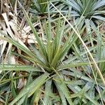 Puya trianae leaf picture by Gabriel OLLIVIER (cc-by-sa)