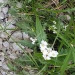 Achillea atrata flower picture by Giuliano Giacometti (cc-by-sa)