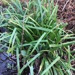 Carex austroalpina leaf picture by Vincent Riou (cc-by-sa)