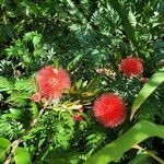 Calliandra haematocephala leaf picture by Carol Rummelt (cc-by-sa)