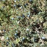 Berberis empetrifolia habit picture by Trap Hers (cc-by-sa)