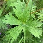 Geranium erianthum leaf picture by Christine Couturier (cc-by-sa)