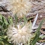 Stenotus acaulis fruit picture by Cameron Waibel (cc-by-sa)