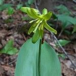 Clintonia borealis flower picture by Laura Doucet (cc-by-sa)