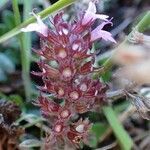 Thymus pulegioides fruit picture by Yoan MARTIN (cc-by-sa)