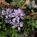 Globularia repens flower picture by Marc Termonia (cc-by-sa)