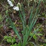 Narcissus dubius habit picture by Aranda José Javier (cc-by-sa)