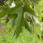 Acer saccharinum leaf picture by ljq (cc-by-sa)