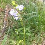 Polemonium reptans flower picture by moonanimal (cc-by-sa)