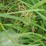 Agrostis stolonifera flower picture by David Dekker (cc-by-sa)