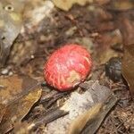 Protium cuneatum fruit picture by R. Tournebize (cc-by-sa)