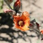 Sphaeralcea crispa flower picture by Trap Hers (cc-by-sa)