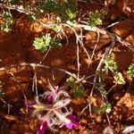 Dalea formosa flower picture by Jim Conroy (cc-by-sa)