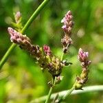 Verbena brasiliensis flower picture by Trap Hers (cc-by-sa)