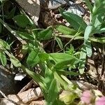 Polygala comosa habit picture by Alain Lagrave (cc-by-sa)