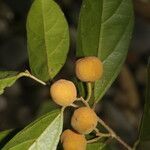 Mortoniodendron anisophyllum fruit picture by Nelson Zamora Villalobos (cc-by-nc)