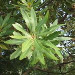 Brabejum stellatifolium leaf picture by Daniel Barthelemy (cc-by-nc)