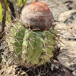 Melocactus zehntneri habit picture by Gabriel Ollivier (cc-by-sa)