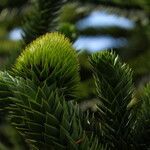 Araucaria araucana flower picture by Jörg D (cc-by-sa)