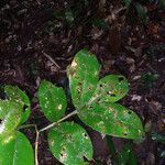 Swartzia guianensis leaf picture by Lisa Moreno (cc-by-sa)