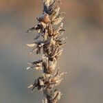 Plantago maritima fruit picture by Sylvain Piry (cc-by-sa)