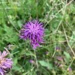 Centaurea scabiosa flower picture by natura natura (cc-by-sa)