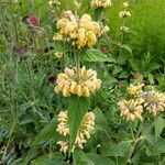 Phlomis russeliana flower picture by Jan Olšina (cc-by-sa)