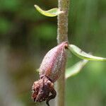 Epipactis atrorubens fruit picture by Christian Peter (cc-by-sa)