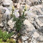 Antirrhinum graniticum habit picture by Fernandez David (cc-by-sa)