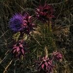 Cynara syriaca leaf picture by Contented88 (cc-by-sa)