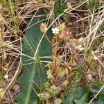 Saxifraga tridactylites habit picture by Gaël Covain (cc-by-sa)