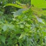 Carpinus caroliniana flower picture by jake kristophel (cc-by-sa)