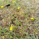 Potentilla aurea habit picture by Rico Mende (cc-by-sa)