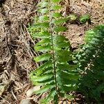 Asplenium boltonii leaf picture by Bernard REYNAUD (cc-by-sa)