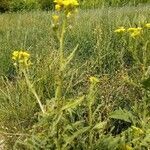 Sisymbrium loeselii habit picture by joannah (cc-by-sa)