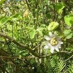 Passiflora caerulea habit picture by Audrei Bittencourt Maciel Audrei (cc-by-sa)