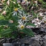 Eurybia macrophylla habit picture by Claudie Arsenault (cc-by-sa)