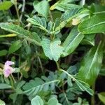 Phyllanthus urinaria habit picture by Eli Small (cc-by-sa)