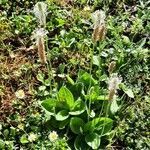 Plantago media habit picture by Ernst Fürst (cc-by-sa)