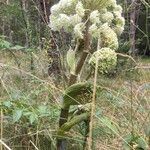 Angelica sylvestris flower picture by claire rascle (cc-by-sa)